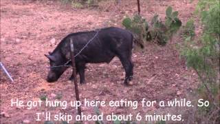 Archery Boar Hog Hunt [upl. by Charity]