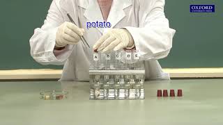 Practical 41 Demonstration of the action of enzymes [upl. by Zapot292]