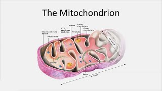 Novel Therapies for Mitochondrial Disorders  Developmental Disabilities Update [upl. by Leugimsiul404]