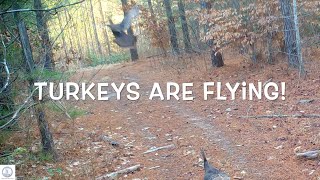 Turkeys fly up to the trees Bobcat sneaking around Deer jump across an active stream [upl. by Derry788]