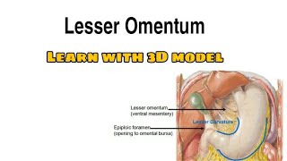 Lesser Omentum Anatomy  Learn with fun [upl. by Drawyeh]