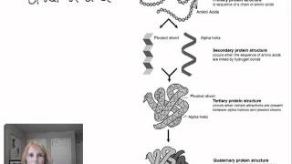 Protein Structure and Function  Part 1 [upl. by Rexford509]