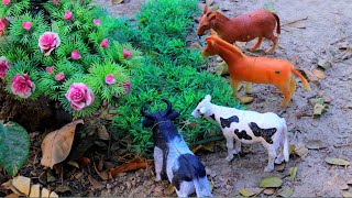 animals video dog hamba horse matikata trolley tractor cattle cow cow  Nov 10 20241059 AM [upl. by Eelyram]