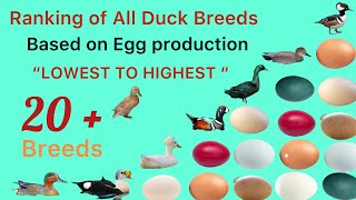 Ranking of All Duck Breeds Based on Egg  Best Egg Laying Duck Breeds  Duck Breeds for Egg  Egg [upl. by Ayatnahs]