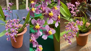 2423 小小蘭苗開出香香的花 真太推荐啦 species oncidium sotoanum [upl. by Lramaj]