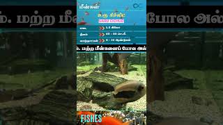 296  Uaru Cichlid Fish  உரூ சிச்லிட் மீன்கள்  Fishes  limitless Facts Fishes fish shorts [upl. by Neliac204]