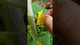 Pollination of cucumber plants shorts [upl. by Ovatsug]