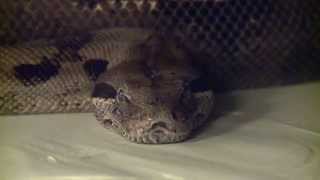 Boa constrictors kill by stopping circulation [upl. by Atnaloj]