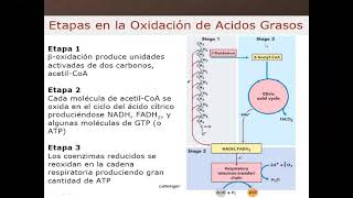 Morfofisiología I  Metabolismo de Lípidos 46 [upl. by Nyllek]