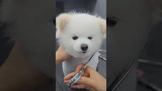 Grooming Pomeranian pomeranian cute groomingdog pets dgs [upl. by Abernon]