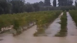 Nubifragio a Bolgheri le vigne sottacqua allarme per il Cabernet [upl. by Shapiro765]