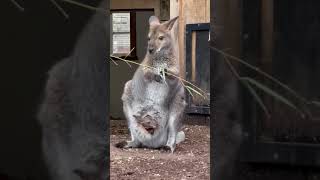 Marsupial Animal Kangaroo [upl. by Sedrul]