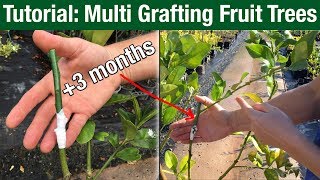 Tutorial Multi Grafting Fruit Trees [upl. by Berthold819]