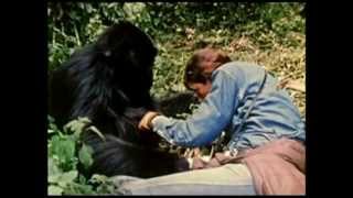 I Gorilla di Montagna il film perduto di Dian Fossey  trailer ita HD [upl. by Nnyrb638]