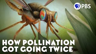 How Pollination Got Going Twice [upl. by Ymeon]