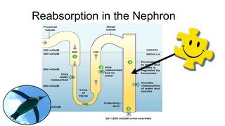 Reabsorption in the Nephron [upl. by Ailla]