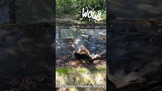 False gharial Tomistoma Feeding  Jong’s Crocodile Farm crocodile feeding [upl. by Oirobil]