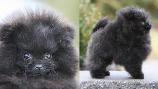 Picking up my NEW POMERANIAN PUPPY  Meet Treacle my black Pomeranian [upl. by Sutelc]