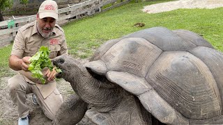 104 YEAR OLD TORTOISE 🐢 [upl. by Alywt529]