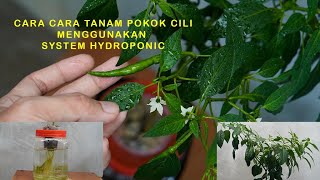 cara cara tanam pokok cili hydroponic [upl. by Nuncia257]