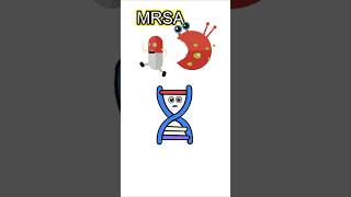 MRSA explained bacteria viaralshort H OLOGY [upl. by Gerti]