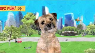 Sara the border terrier [upl. by Couture]