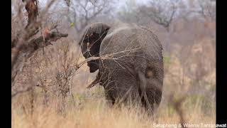 Kruger National Park  Malelane Gate to Mopani Rest Camp [upl. by Olrak324]