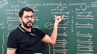 Linkage and Recombination Morgans Experiment  Mendels genetics for NEET and class 12th [upl. by Aliet]