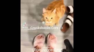 POV Crookshanks Core 🐱 harrypotter shortsfeed shorts pov short homepage cat funny [upl. by Damiano]