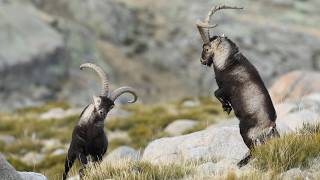 Iberian ibex Spanish IbexWildlife Wonders of Spain [upl. by Parfitt699]