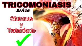 🔴TRICOMONIASIS AVIAR así se detecta y así se cura EFECTIVO ✅️ Salve mis aves👏🦃🐔🐓 [upl. by Rickert]