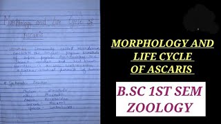 MORPHOLOGY AND LIFE CYCLE OF ASCARIS IN HINDI lifecycleofascaris ascarislubricoides zoologynotes [upl. by Einrae709]