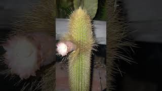 Pilosocereus chrysostele flower 😍🌵 [upl. by Rolfe973]