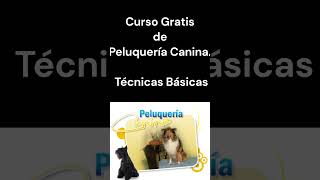 Curso Gratis de Peluquería Canina Técnicas Básicas [upl. by Aderb]