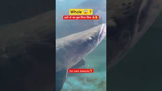 Whale   Biggest Fish in the world   Fish Tank  Sea Animals  Fish Lovers shorts ytshorts yt [upl. by Rosenwald]