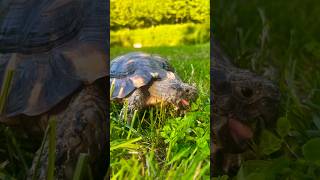 Marginated Tortoise🐢🐢LOVES EATING WEEDS 🌱🌱🌱🌱🌱tortoise shorts [upl. by Wagshul]