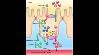 Cell Membrane Transport Part 2 Primary vs Secondary Active Absorption of Na Glucose and H2O [upl. by Aisek]