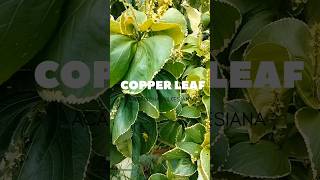 Coppelleaf plants copperleaf garden firstinfield decoration [upl. by Aneetsirk808]