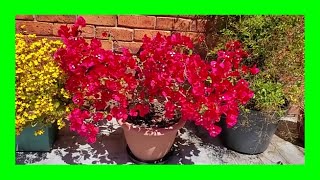 How to Grow Bougainvillea In a Pot Bougainvillea Care In Containers [upl. by Titos]