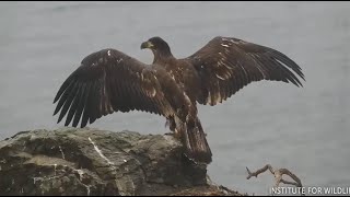 West End Eagles  Koas Adventures Returns To Natal Nest But Is NOT Welcome Roosts w Dad 6324 [upl. by Lombardi886]