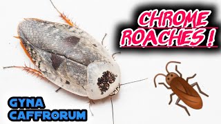 Chrome Roaches Gyna caffrorum [upl. by Macur941]