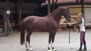 DannebrogFabriano approved stallion  2012 for sale [upl. by Charteris406]