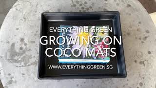 Tips Growing Microgreens On Coco Mat [upl. by Neeneg]