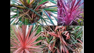 How to grow CORDYLINE plants and Design Ideas [upl. by Farris]