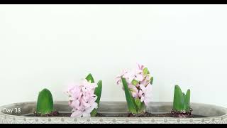 MINI HYACINTHUS ORIENTALIS MAXI TIME LAPSE 4K [upl. by Ronyam]