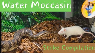 Fearful Encounters Water Moccasin Strike Compilation [upl. by Yevre]