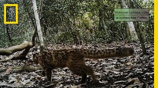 Elusive Marbled Cat Filmed  National Geographic [upl. by Chandal]