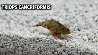 TRIOPS CANCRIFORMIS  CUIDADOS Y ALIMENTACION DEL TRIOPS  AcuaiosLP [upl. by Ahsuatan]