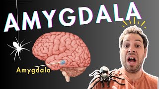 The Amygdala and Fear Conditioning [upl. by Goulden]