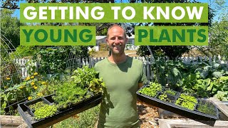 Free Seed Project Getting to Know Young Plants Part 7 [upl. by Iinden]